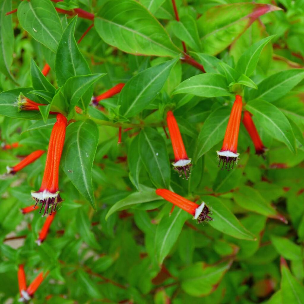4 Plantas perfeitas para jardins verticais de sol pleno