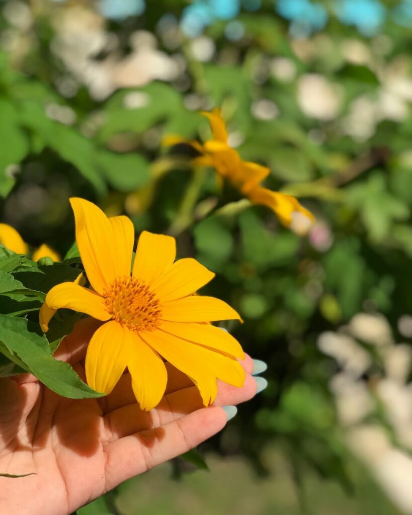Margaridão (Tithonia diversifolia): características, versatilidade e cuidados com a "mão-de-Deus".