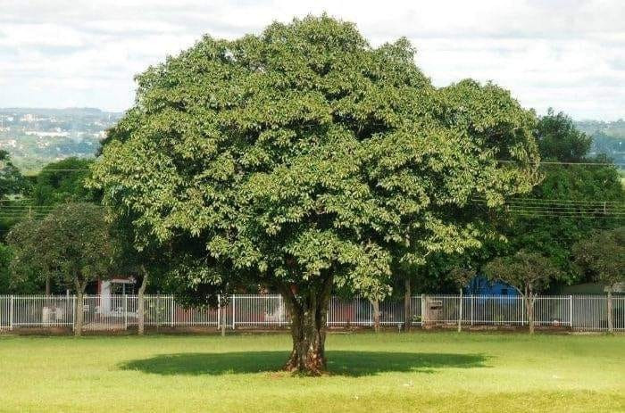 5 Árvores de Crescimento Rápido ideais para ter jardins sombreados.