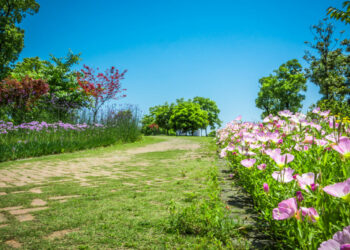 Confira cinco ideias para cuidar e renovar o seu jardim