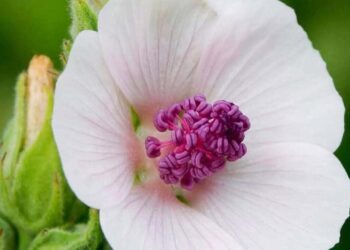 Ter um planta marshmallow em casa é mais do que cultivar uma planta; é investir em bem-estar e sofisticação.
