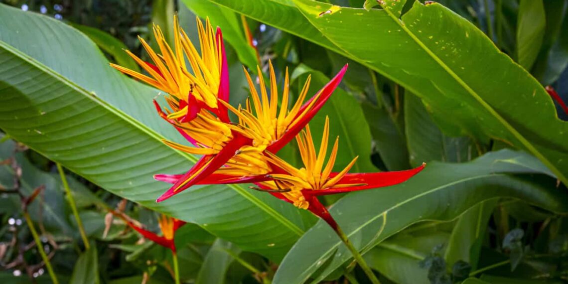 As 10 melhores plantas para canteiros!