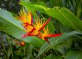 As 10 melhores plantas para canteiros!