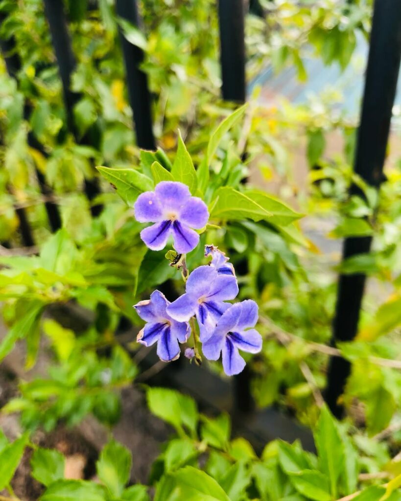 6 flores azuis que transformam jardins e vasos com charme incomum