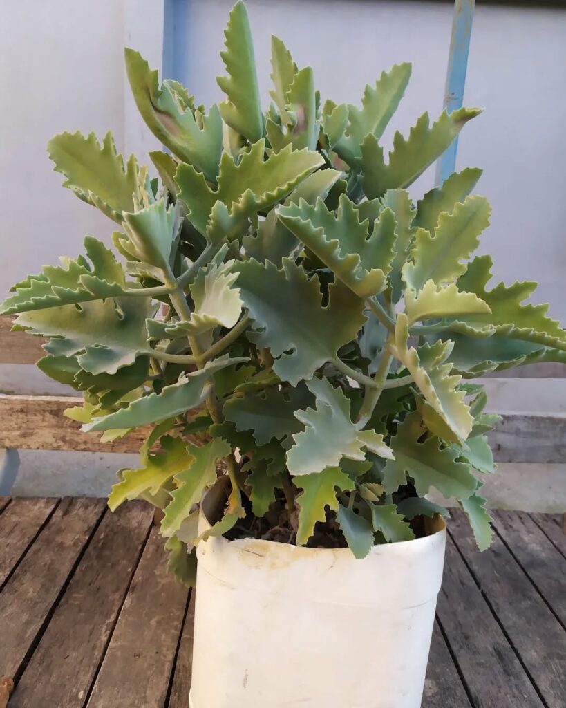 3 Plantas "Colheres" para Transformar seu Jardim em um Cenário Encantador