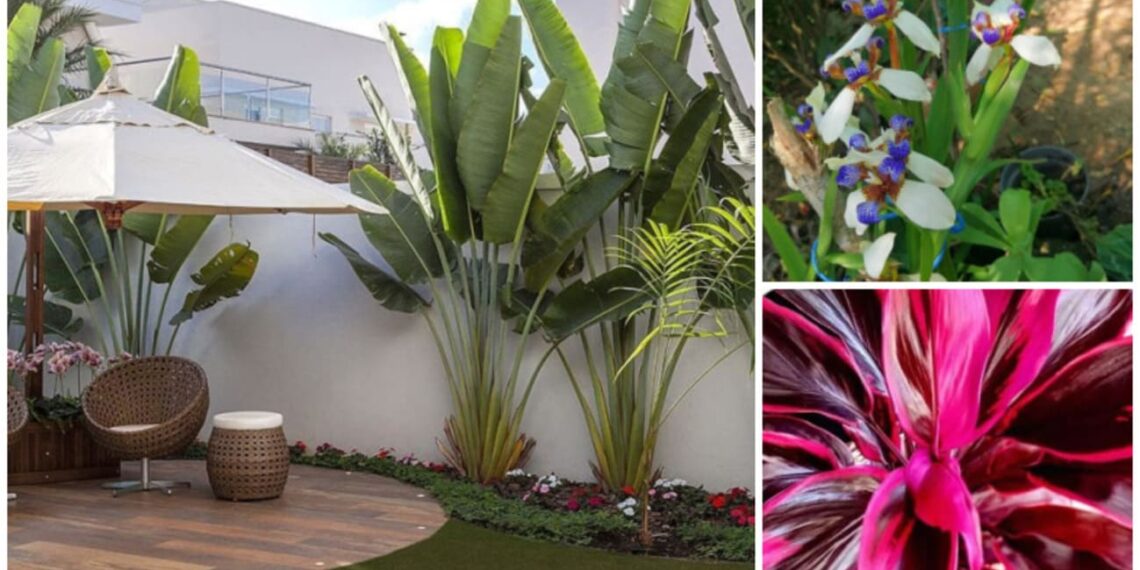 3 Plantas que Transformam Jardins em Verdadeiras Florestas Urbanas