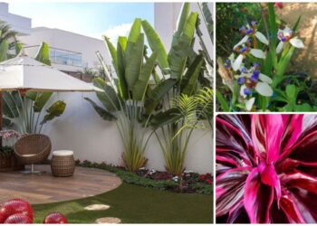 3 Plantas que Transformam Jardins em Verdadeiras Florestas Urbanas