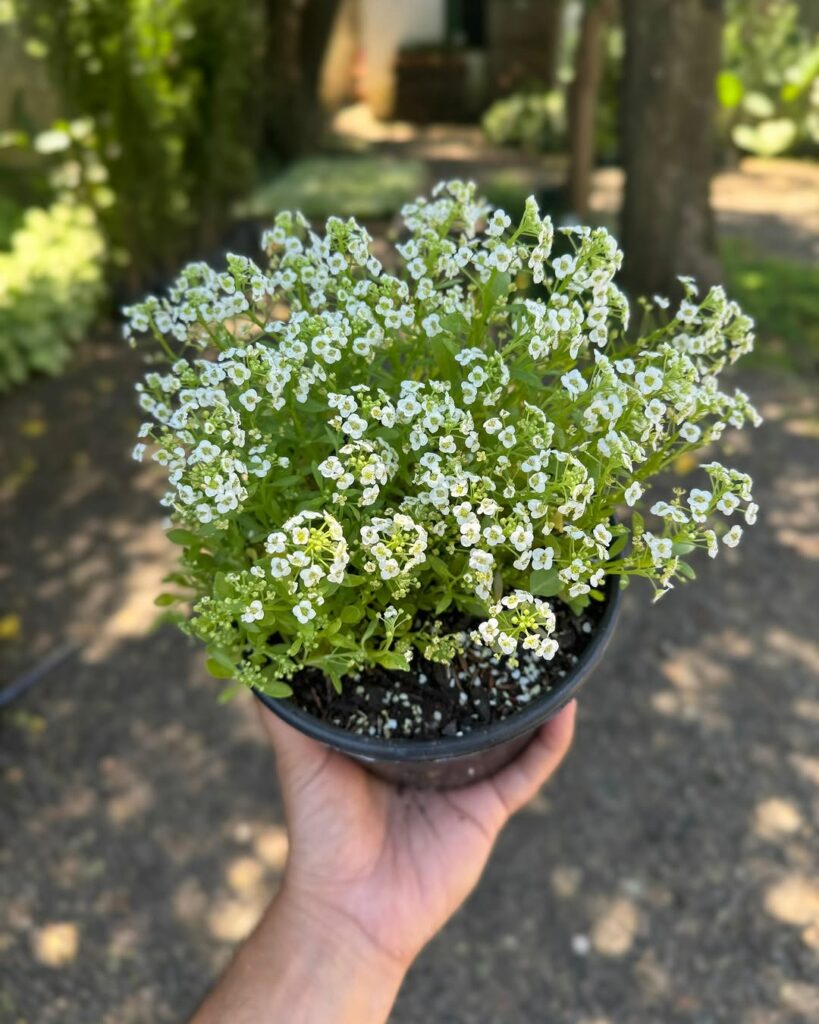 6 flores de meia-sombra para plantar na primavera e verão.