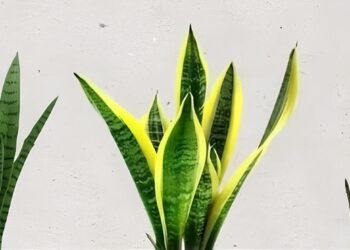 Três Plantas "Espadas" Protetoras: Energia e Força para o Ambiente