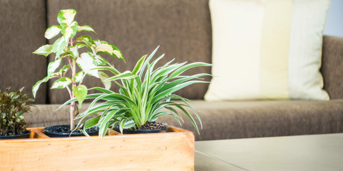 5 PLANTAS quase IMORTAIS pra TER em CASA
