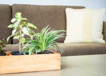 5 PLANTAS quase IMORTAIS pra TER em CASA