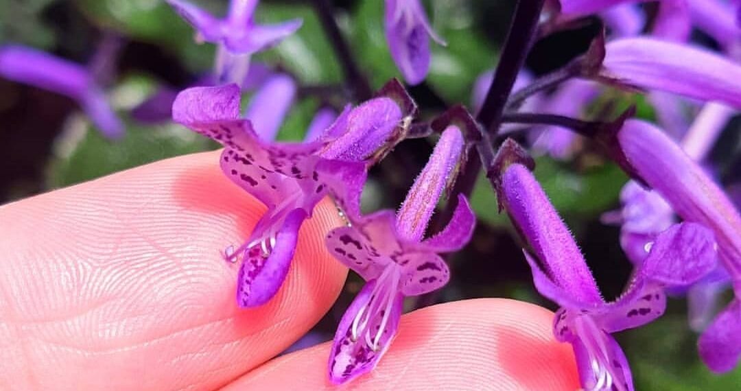 plectranthus