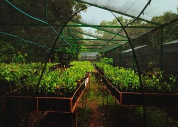 RZK AGRO entrega meio milhão de mudas até 2025
