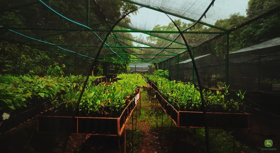 RZK AGRO entrega meio milhão de mudas até 2025
