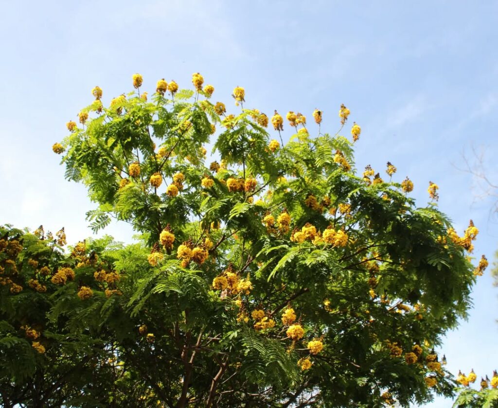 Sibipiruna: A Árvore de Flores Amarelas que Transforma a Paisagem Urbana