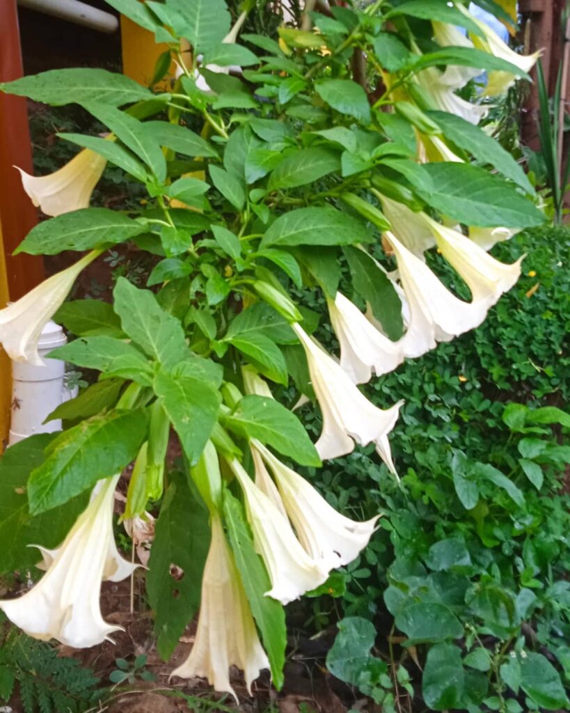 Plantas Venenosas: Espécies Mortais que Você Deve Manter Distância