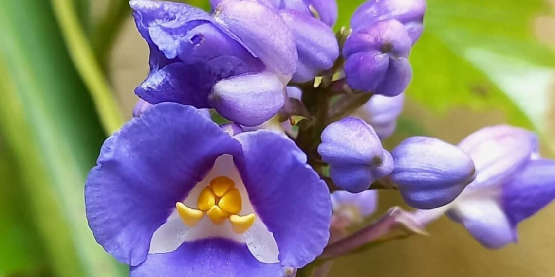 Cana de Macaco (Dichorisandra thyrsiflora): Características, versatilidade e cuidados.