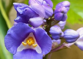 Cana de Macaco (Dichorisandra thyrsiflora): Características, versatilidade e cuidados.
