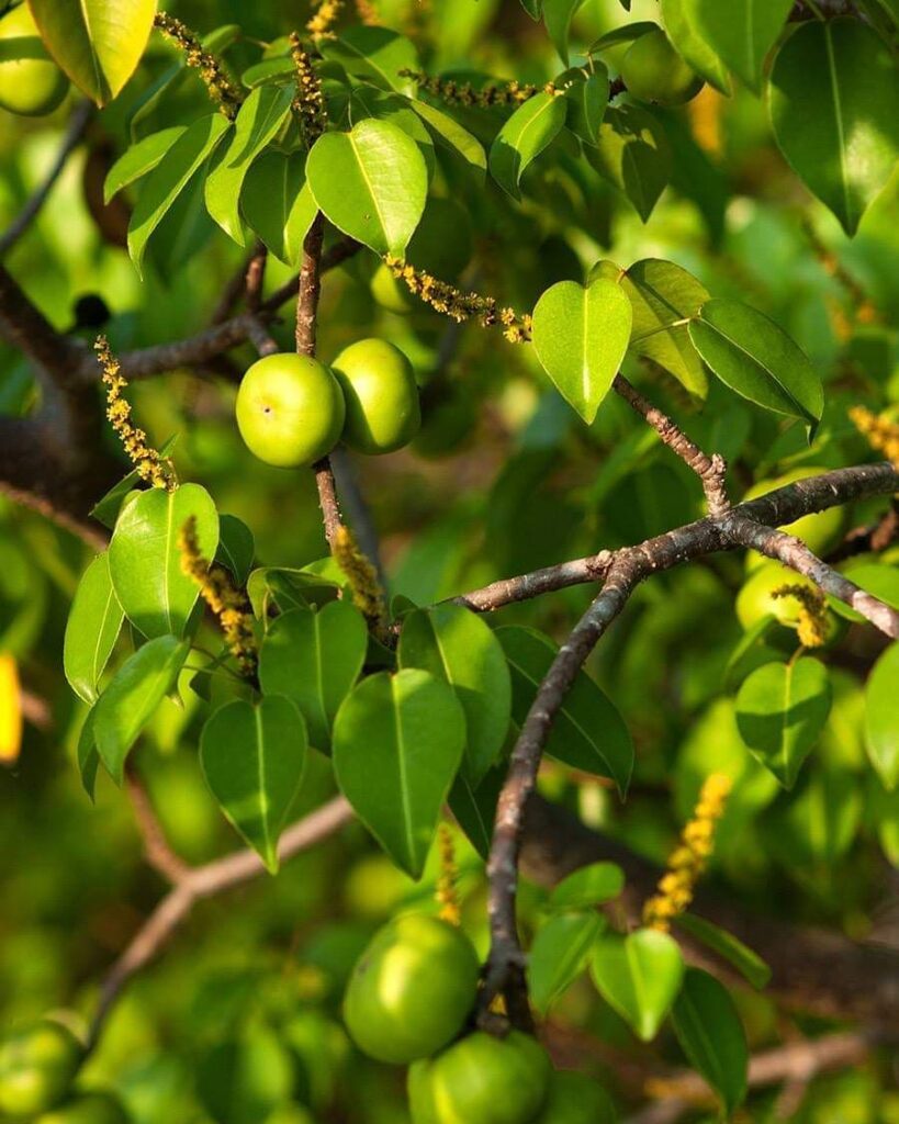 Plantas Venenosas: Espécies Mortais que Você Deve Manter Distância