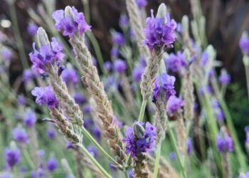 Lavandula multifida