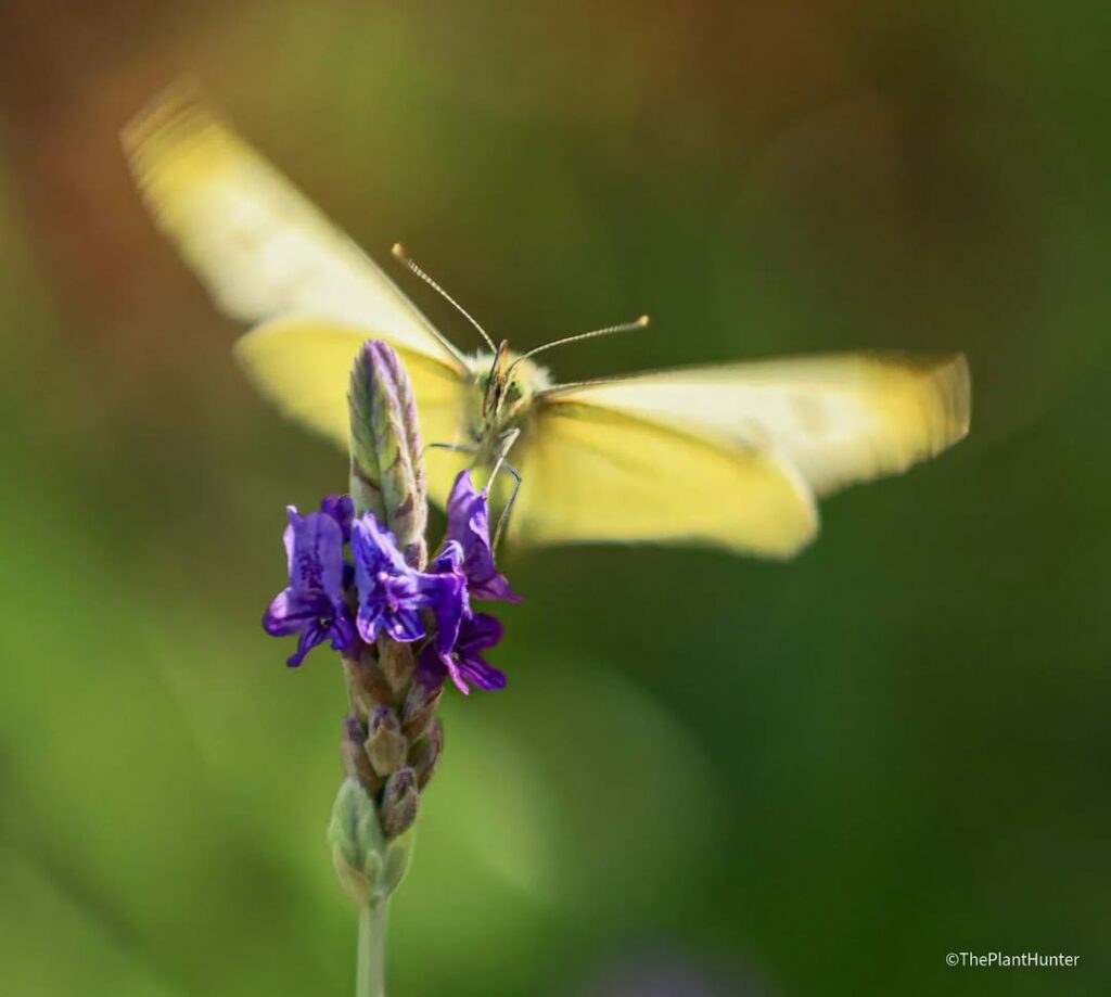 Lavanda Egípcia: Um Tesouro Aromático para Jardins Tropicais