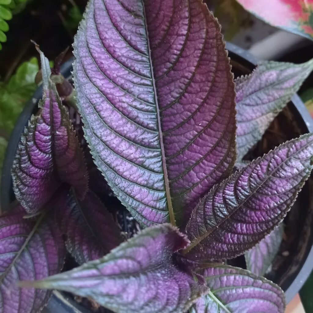 Como cuidar da planta escudo persa?