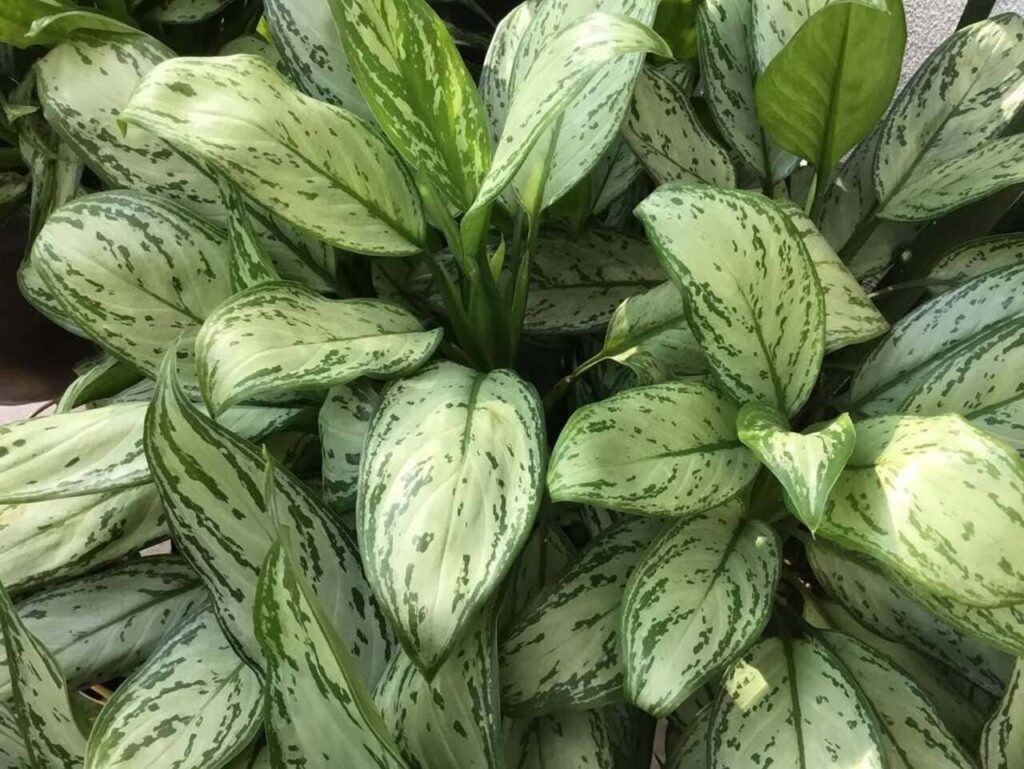 Planta Aglaonema: A Beleza das Folhagens Tropicais no Interior da Sua Casa