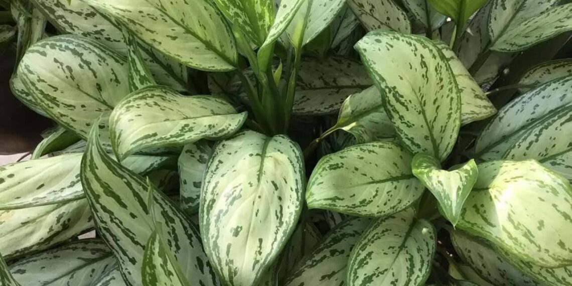 Planta Aglaonema: A Beleza das Folhagens Tropicais no Interior da Sua Casa