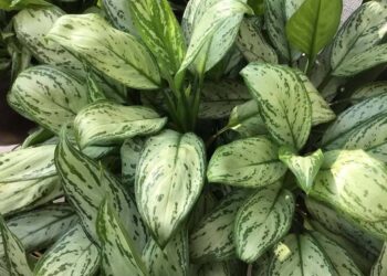 Planta Aglaonema: A Beleza das Folhagens Tropicais no Interior da Sua Casa