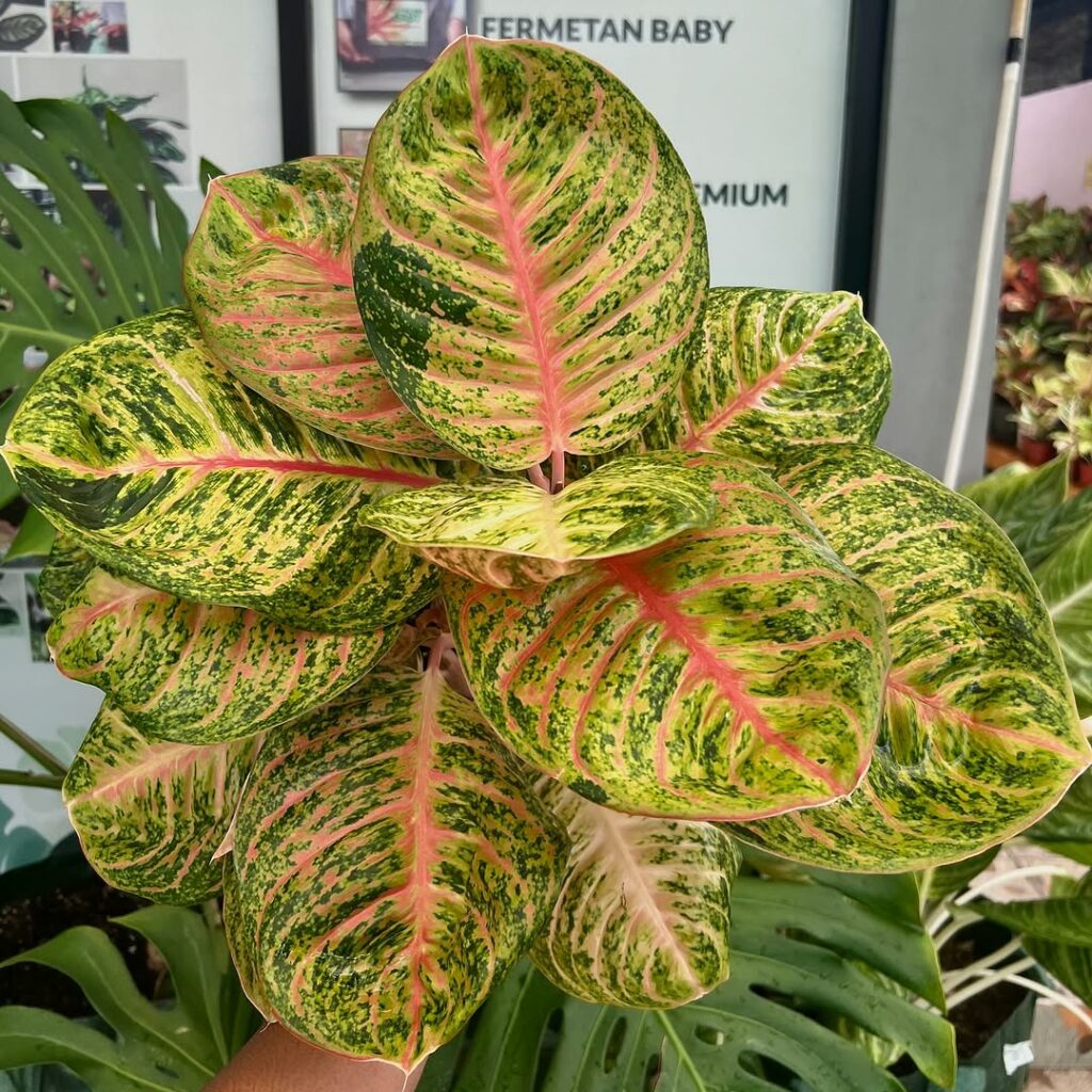 Planta Aglaonema: A Beleza das Folhagens Tropicais no Interior da Sua Casa