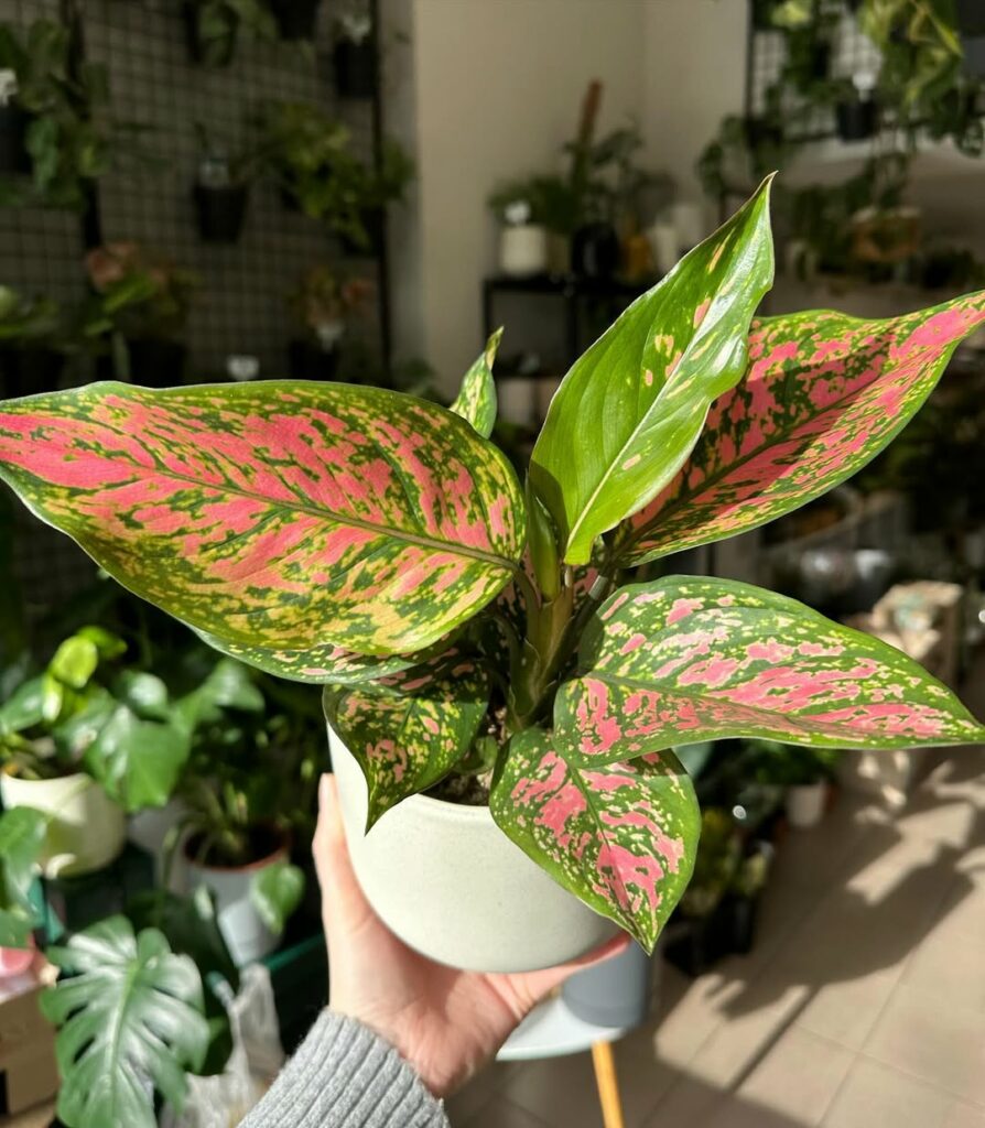 Planta Aglaonema: A Beleza das Folhagens Tropicais no Interior da Sua Casa