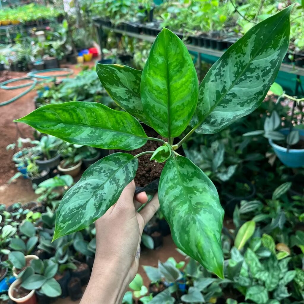 Planta Aglaonema: A Beleza das Folhagens Tropicais no Interior da Sua Casa
