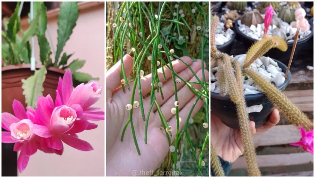 6 cactos pendentes fáceis de cuidar para ter em casa.