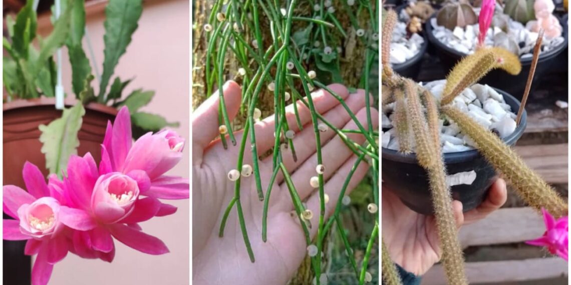 6 cactos pendentes fáceis de cuidar para ter em casa.
