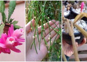 6 cactos pendentes fáceis de cuidar para ter em casa.