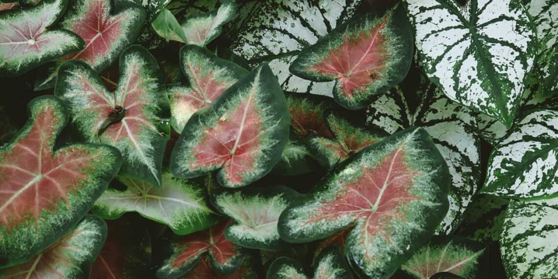 caladium