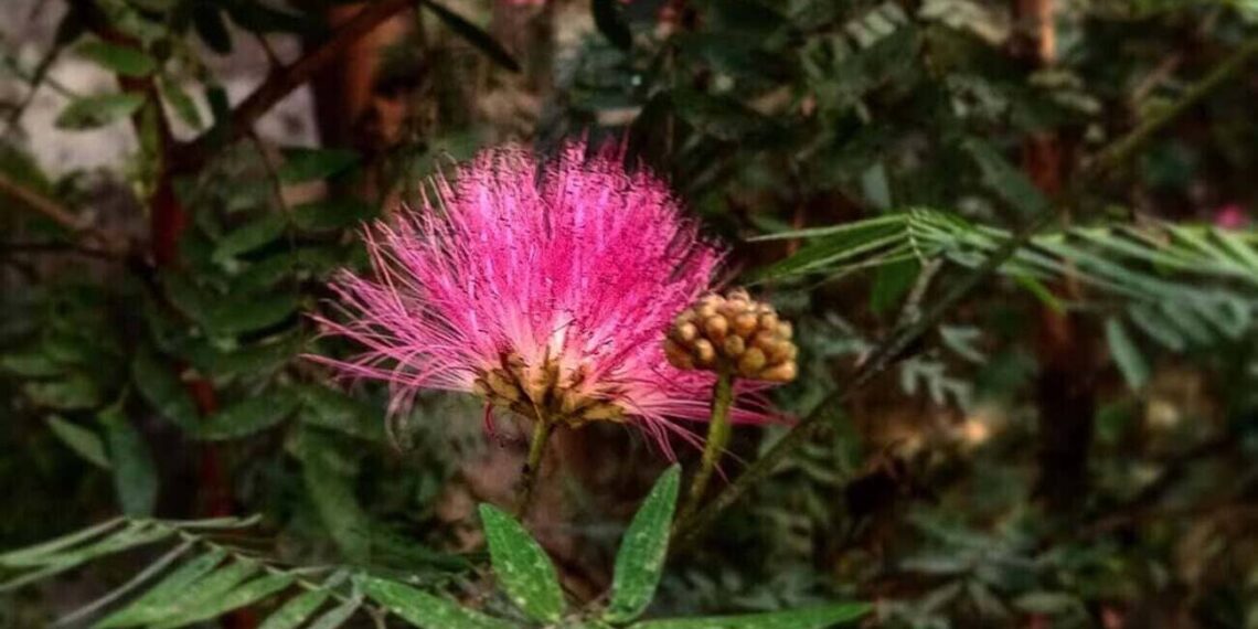 arbusto caliandra