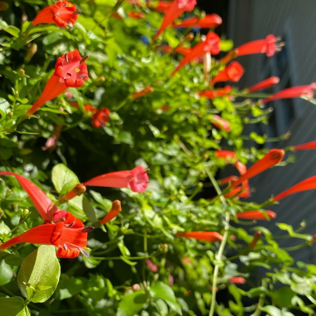 Cipó-de-Fogo: a exuberância da trepadeira que colore e atrai vida ao jardim