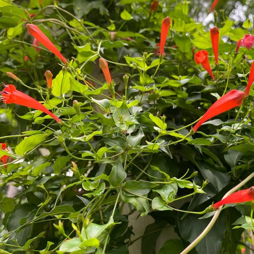 Cipó-de-Fogo: a exuberância da trepadeira que colore e atrai vida ao jardim