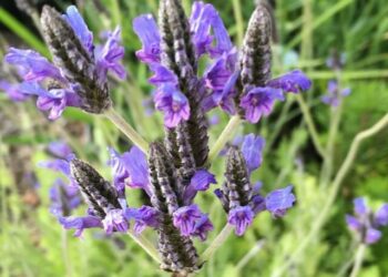 cropped-Lavandula-multifida-2.jpg