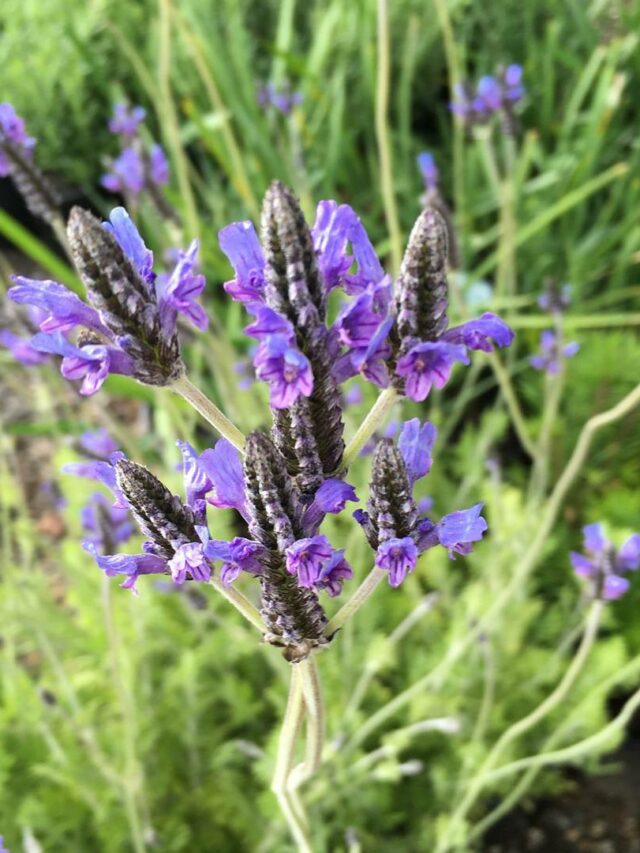 cropped-Lavandula-multifida-2.jpg