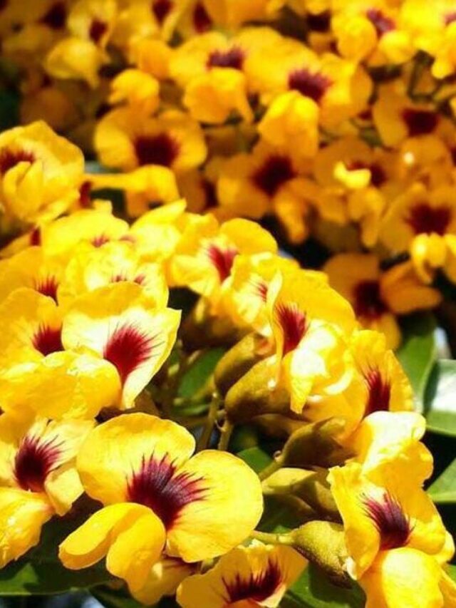 aldrago - Pterocarpus violaceus