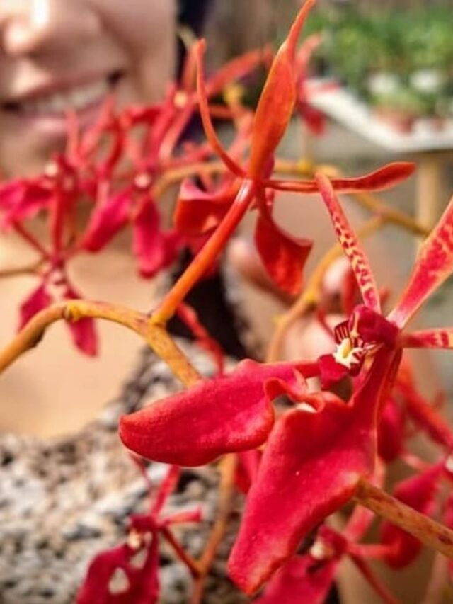 Renanthera coccinea