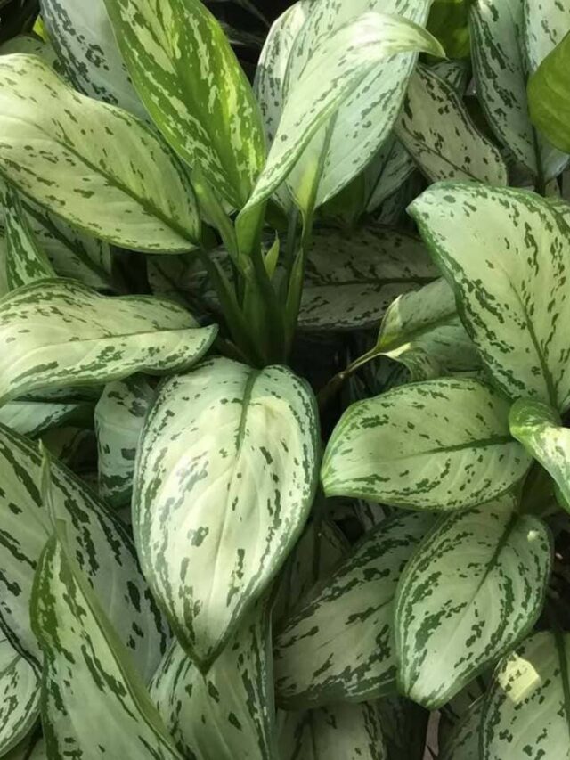 cropped-aglaonema-1.jpg