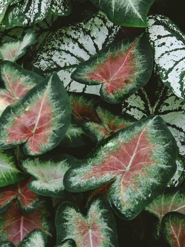 caladium