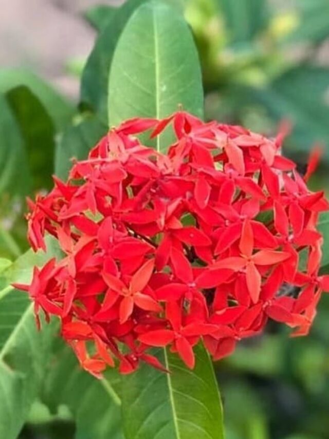ixora