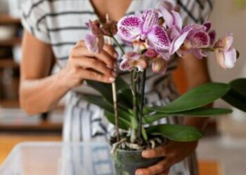 cropped-orquidea-2.jpg
