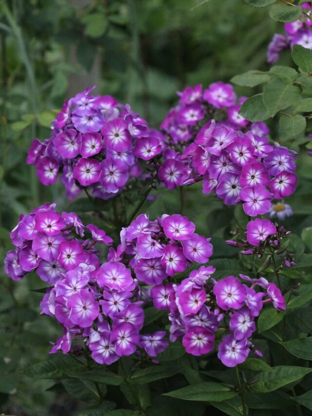 cropped-phlox-2.jpg
