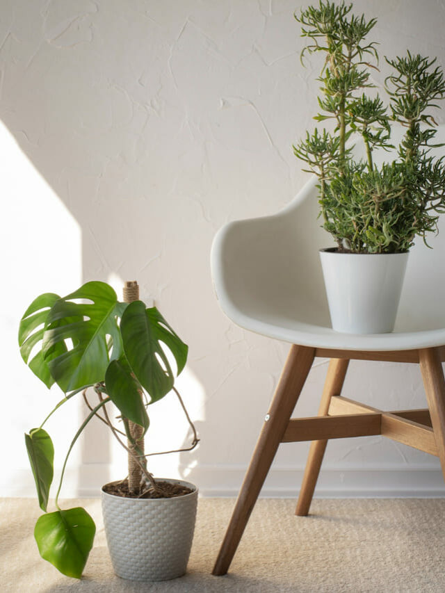 cropped-plantas-sala.jpg