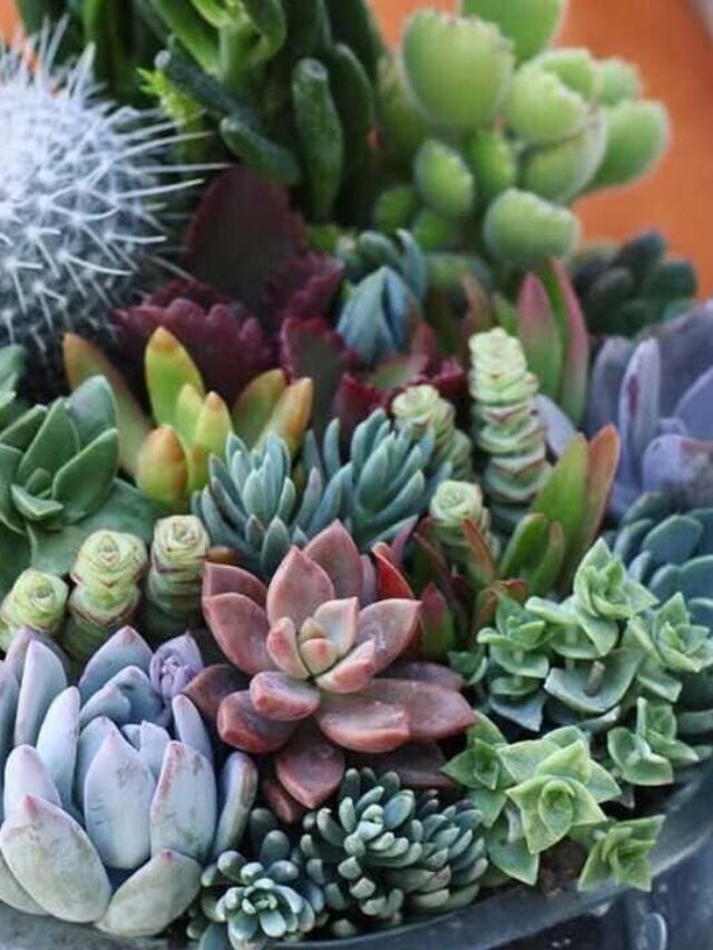 suculentas apartamento